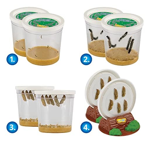 Insect Lore Live Butterfly Garden Life Cycle Observation Kit with 10 Live Baby Painted Lady Caterpillars - Habitat and Supplies Included