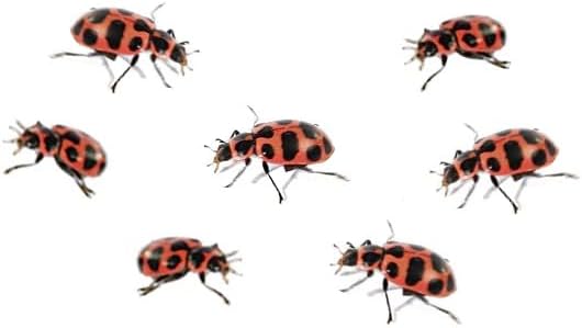 Insect Lore Live Baby Ladybug Larvae - Ladybug Growing Kit REFILL with Ladybug Life Cycle Toy Figurines - SHIP NOW