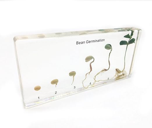 Bean Germination in Acrylic Block Lifecyle of Bean Biology Science Classroom Specimens (Bean Germination)