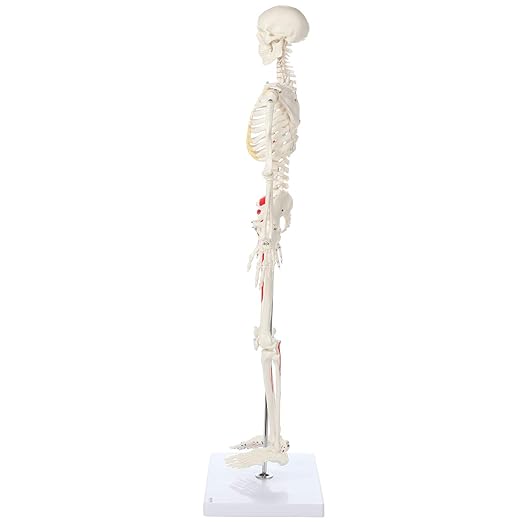 Axis Scientific Mini Human Skeleton Model with Metal Stand, 31" Tall, Painted and Numbered Muscle Insertion and Origin Points, Product Manual for Study