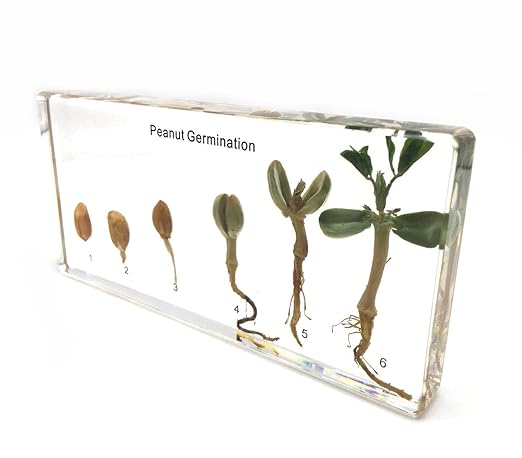 Peanut Germination in Acrylic Block Lifecyle of Peanut Biology Science Classroom Specimens (Peanut Germination)