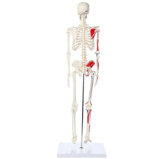 Axis Scientific Mini Human Skeleton Model with Metal Stand, 31" Tall, Painted and Numbered Muscle Insertion and Origin Points, Product Manual for Study