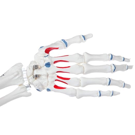 Axis Scientific Mini Human Skeleton Model with Metal Stand, 31" Tall, Painted and Numbered Muscle Insertion and Origin Points, Product Manual for Study