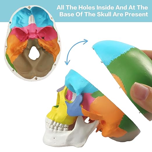 Mini Painted Human Skull Model, Half Size Replica Medical Anatomy Human Sull Model with Removable Skull Cap and Articulated Mandible, Full Set of Teeth, 3-Part Didactic Skull Anatomical Model