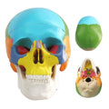 Mini Painted Human Skull Model, Half Size Replica Medical Anatomy Human Sull Model with Removable Skull Cap and Articulated Mandible, Full Set of Teeth, 3-Part Didactic Skull Anatomical Model