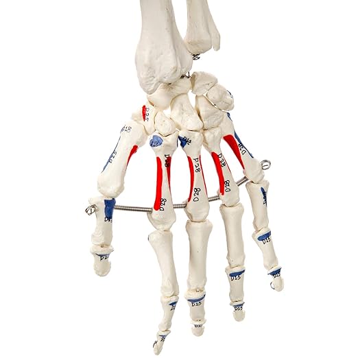 Axis Scientific Flexible Skeleton Anatomical Model, Painted and Numbered Life-Size Skeleton with Flexible Spine, Muscle Insertion and Origin Points, Includes Base, Dust Cover
