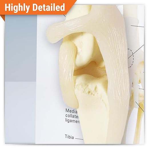GPI Anatomicals - Canine Knee Model, Normal Knee Joint Replica for Canine Anatomy and Physiology Education, Anatomy Model for Veterinarian’s Offices and Classrooms, Medical Learning Resources