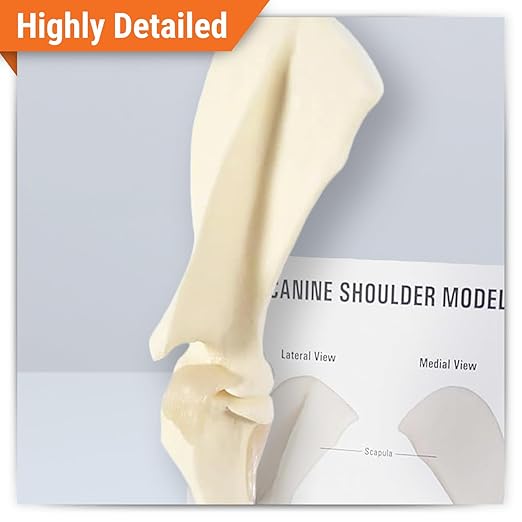 GPI Anatomicals - Canine Shoulder Model, Normal Shoulder Joint Replica for Canine Anatomy and Physiology Education, Anatomy Model for Veterinarian’s Offices and Classrooms, Medical Learning Resources