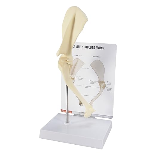 GPI Anatomicals - Canine Shoulder Model, Normal Shoulder Joint Replica for Canine Anatomy and Physiology Education, Anatomy Model for Veterinarian’s Offices and Classrooms, Medical Learning Resources