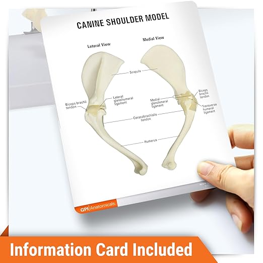 GPI Anatomicals - Canine Shoulder Model, Normal Shoulder Joint Replica for Canine Anatomy and Physiology Education, Anatomy Model for Veterinarian’s Offices and Classrooms, Medical Learning Resources