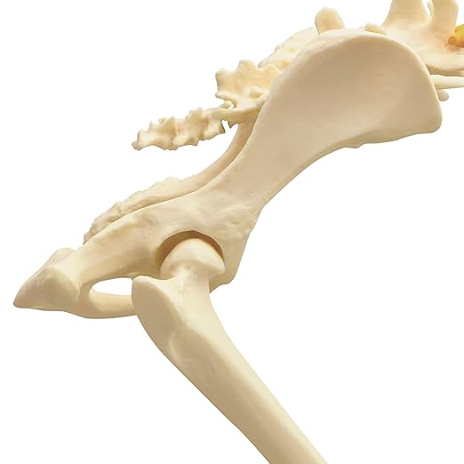 GPI Anatomicals - Canine Pelvis Model, Normal and Osteoarthritic Hip Joint Bones for Anatomy, Physiology Education, Anatomy Model for Veterinarian’s Offices and Classrooms, Medical Learning Resources