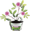 BUZZY Seeds Mini Basin Sensitive Plant Grow Kit, Interactive Leaves Move When Touched, Flower Starter Kit for Kids and Adults | Indoor Gardening Gift, DIY Home Project