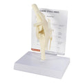 GPI Anatomicals - Canine Knee Model, Normal Knee Joint Replica for Canine Anatomy and Physiology Education, Anatomy Model for Veterinarian’s Offices and Classrooms, Medical Learning Resources