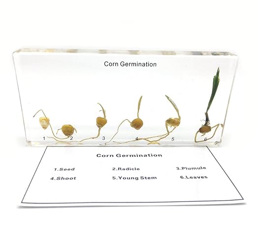 Corn Germination in Acrylic Block Lifecyle of Corn Biology Science Classroom Specimens (Corn Germination)