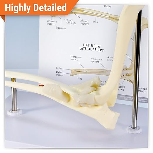 GPI Anatomicals - Canine Elbow Model, Normal Elbow Joint Replica for Canine Anatomy and Physiology Education, Anatomy Model for Veterinarian’s Offices and Classrooms, Medical Learning Resources