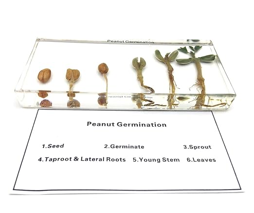Peanut Germination in Acrylic Block Lifecyle of Peanut Biology Science Classroom Specimens (Peanut Germination)