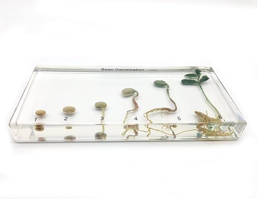 Bean Germination in Acrylic Block Lifecyle of Bean Biology Science Classroom Specimens (Bean Germination)