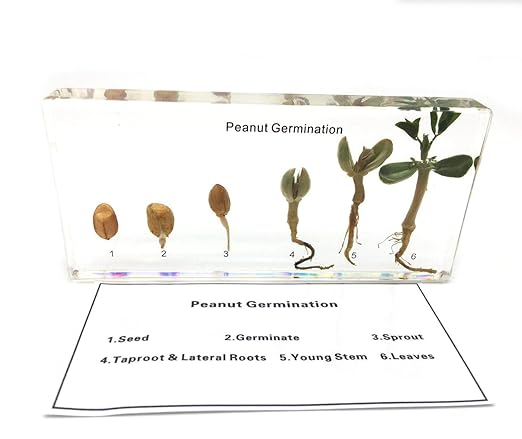 Peanut Germination in Acrylic Block Lifecyle of Peanut Biology Science Classroom Specimens (Peanut Germination)