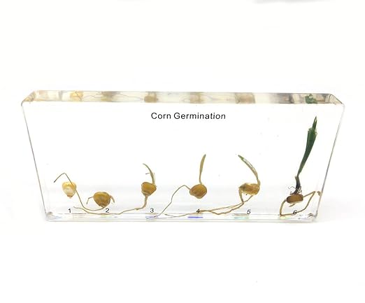 Corn Germination in Acrylic Block Lifecyle of Corn Biology Science Classroom Specimens (Corn Germination)