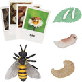 Montessori Bee Life Cycle with Flash Cards, Realistic Animal Figurines Toy, Animal Educational Matching Game for 3+ Year Old Toddlers Kids (Bee)