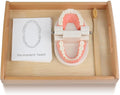 MEROCO Montessori Practical Life Brushing Teeth Model and Cards Montessori Homeschool Learning Preschool Toys for Toddlers