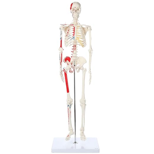Axis Scientific Mini Human Skeleton Model with Metal Stand, 31" Tall, Painted and Numbered Muscle Insertion and Origin Points, Product Manual for Study