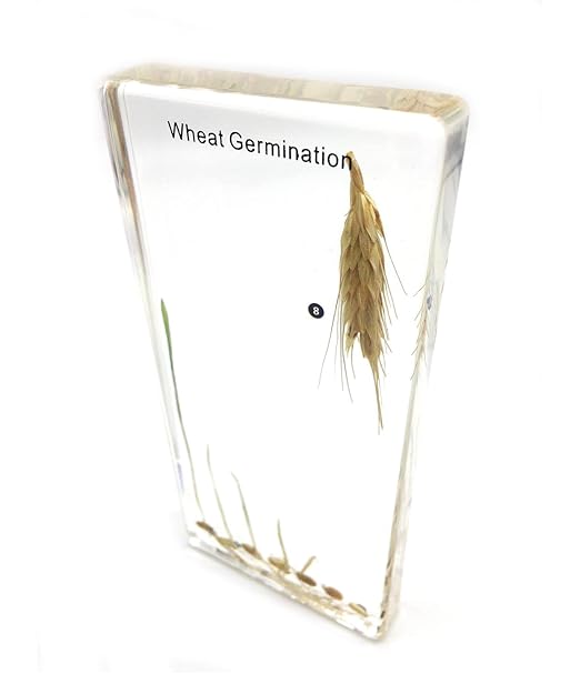 Wheat Germination in Acrylic Block Lifecyle of Wheat Biology Science Classroom Specimens (Wheat Germination)
