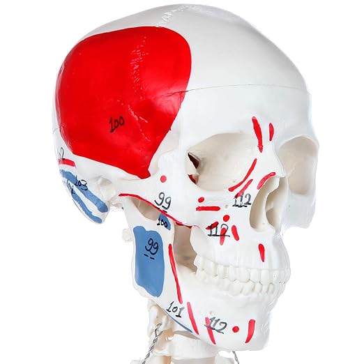 Axis Scientific Mini Human Skeleton Model with Metal Stand, 31" Tall, Painted and Numbered Muscle Insertion and Origin Points, Product Manual for Study
