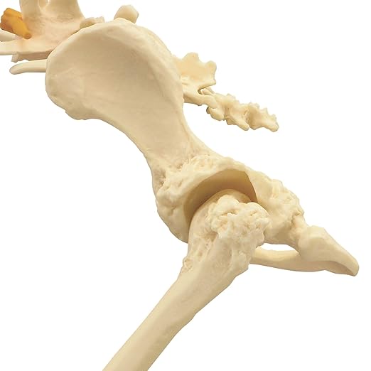 GPI Anatomicals - Canine Pelvis Model, Normal and Osteoarthritic Hip Joint Bones for Anatomy, Physiology Education, Anatomy Model for Veterinarian’s Offices and Classrooms, Medical Learning Resources