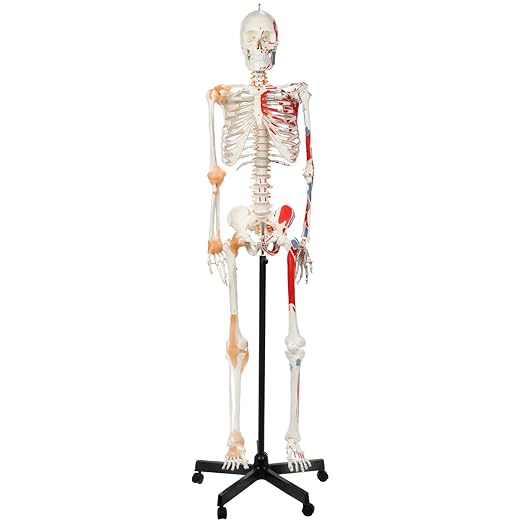 Axis Scientific Flexible Skeleton Anatomical Model, Painted and Numbered Life-Size Skeleton with Flexible Spine, Muscle Insertion and Origin Points, Includes Base, Dust Cover