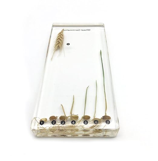 Wheat Germination in Acrylic Block Lifecyle of Wheat Biology Science Classroom Specimens (Wheat Germination)