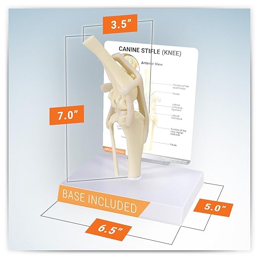 GPI Anatomicals - Canine Knee Model, Normal Knee Joint Replica for Canine Anatomy and Physiology Education, Anatomy Model for Veterinarian’s Offices and Classrooms, Medical Learning Resources