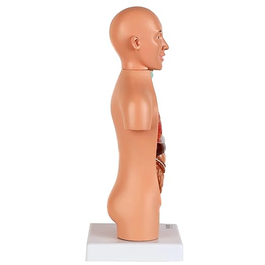 Axis Scientific 14-Part Unisex Micro Torso Anatomy Teaching Model, Includes Teaching Booklet, Human Anatomy System Miniature, Demonstration Skill, Educational Model Includes Product Manual