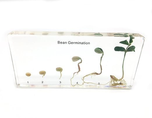 Bean Germination in Acrylic Block Lifecyle of Bean Biology Science Classroom Specimens (Bean Germination)