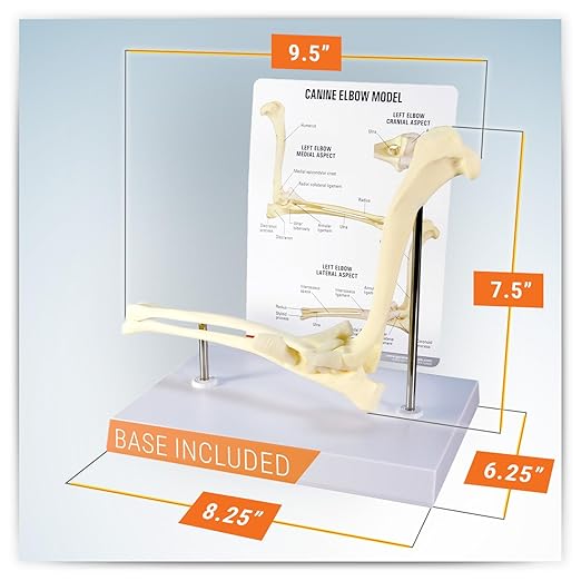 GPI Anatomicals - Canine Elbow Model, Normal Elbow Joint Replica for Canine Anatomy and Physiology Education, Anatomy Model for Veterinarian’s Offices and Classrooms, Medical Learning Resources