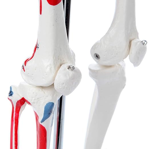 Axis Scientific Mini Human Skeleton Model with Metal Stand, 31" Tall, Painted and Numbered Muscle Insertion and Origin Points, Product Manual for Study
