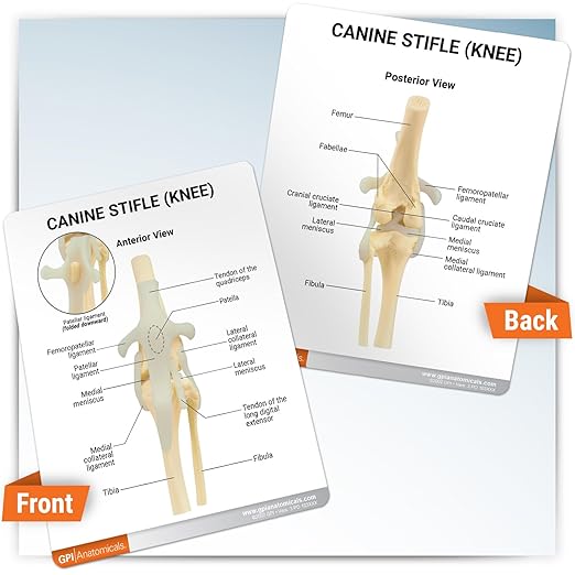 GPI Anatomicals - Canine Knee Model, Normal Knee Joint Replica for Canine Anatomy and Physiology Education, Anatomy Model for Veterinarian’s Offices and Classrooms, Medical Learning Resources