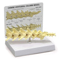 GPI Anatomicals - Canine Vertebral Column Model, Spine Model Replica for Canine Anatomy and Physiology Education, Anatomy Model for Veterinarian’s Offices and Classrooms, Medical Learning Resources