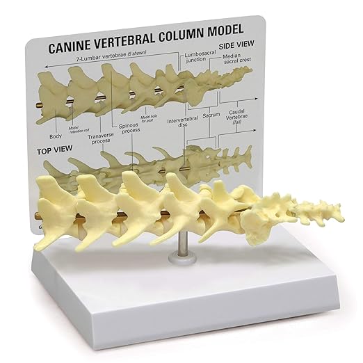 GPI Anatomicals - Canine Vertebral Column Model, Spine Model Replica for Canine Anatomy and Physiology Education, Anatomy Model for Veterinarian’s Offices and Classrooms, Medical Learning Resources