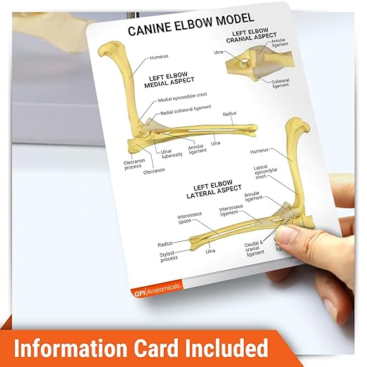 GPI Anatomicals - Canine Elbow Model, Normal Elbow Joint Replica for Canine Anatomy and Physiology Education, Anatomy Model for Veterinarian’s Offices and Classrooms, Medical Learning Resources