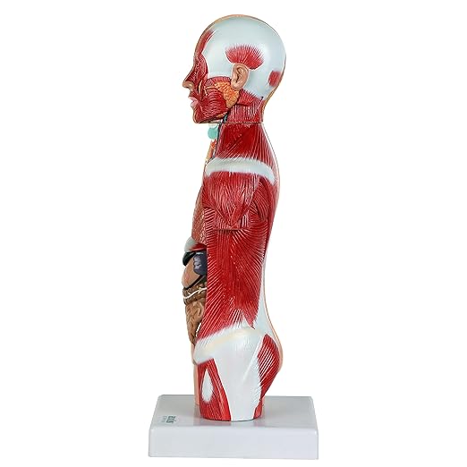 Axis Scientific 14-Part Unisex Micro Torso Anatomy Teaching Model, Includes Teaching Booklet, Human Anatomy System Miniature, Demonstration Skill, Educational Model Includes Product Manual