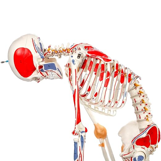 Axis Scientific Flexible Skeleton Anatomical Model, Painted and Numbered Life-Size Skeleton with Flexible Spine, Muscle Insertion and Origin Points, Includes Base, Dust Cover