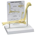 GPI Anatomicals - Canine Elbow Model, Normal Elbow Joint Replica for Canine Anatomy and Physiology Education, Anatomy Model for Veterinarian’s Offices and Classrooms, Medical Learning Resources