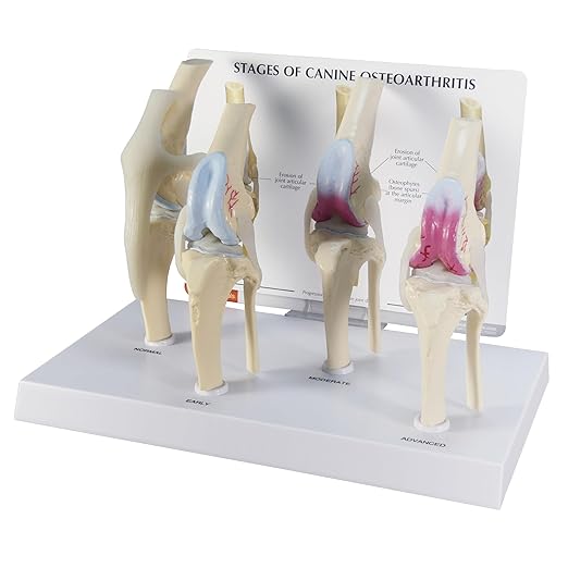 GPI Anatomicals - 4-Stage Canine Knee Model Set, Degenerative Joint Disease Models for Canine Anatomy and Physiology Education, Anatomy Model for Veterinarian’s Offices, Medical Learning Resources