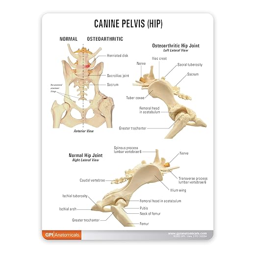 GPI Anatomicals - Canine Pelvis Model, Normal and Osteoarthritic Hip Joint Bones for Anatomy, Physiology Education, Anatomy Model for Veterinarian’s Offices and Classrooms, Medical Learning Resources