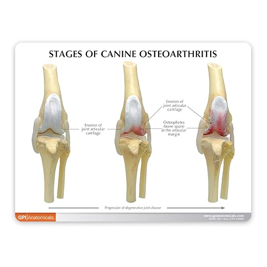 GPI Anatomicals - 4-Stage Canine Knee Model Set, Degenerative Joint Disease Models for Canine Anatomy and Physiology Education, Anatomy Model for Veterinarian’s Offices, Medical Learning Resources