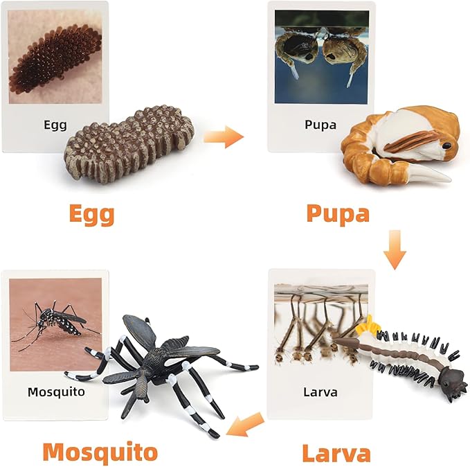 Montessori Life Cycle Animal Figures with Flash Cards, Realistic Animal Figurines Toy, Educational Matching Game for 3+ Year Old Toddlers Kids (Mosquito)