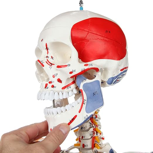 Axis Scientific Flexible Skeleton Anatomical Model, Painted and Numbered Life-Size Skeleton with Flexible Spine, Muscle Insertion and Origin Points, Includes Base, Dust Cover