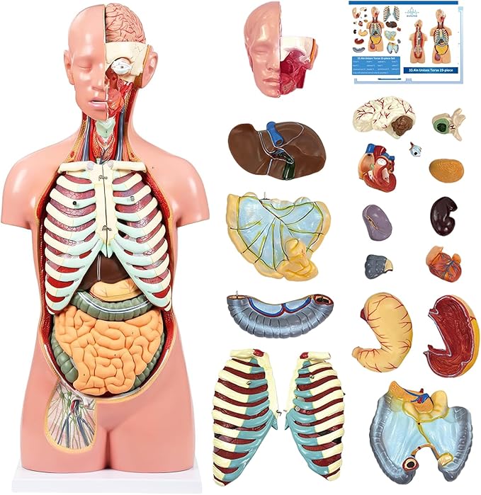 Human Torso Anatomy Model, 33.4" 19 Part Removable Life-Size Model with Heart Brain Visceral Organ Muscular Layers Bone Vessels Nerves Includes Product Manual for Medical Scientific Education
