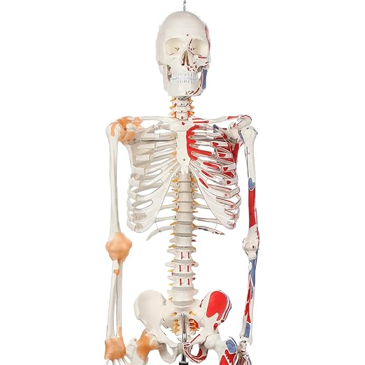 Axis Scientific Flexible Skeleton Anatomical Model, Painted and Numbered Life-Size Skeleton with Flexible Spine, Muscle Insertion and Origin Points, Includes Base, Dust Cover